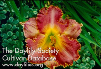 Daylily Congo Jungle Flower